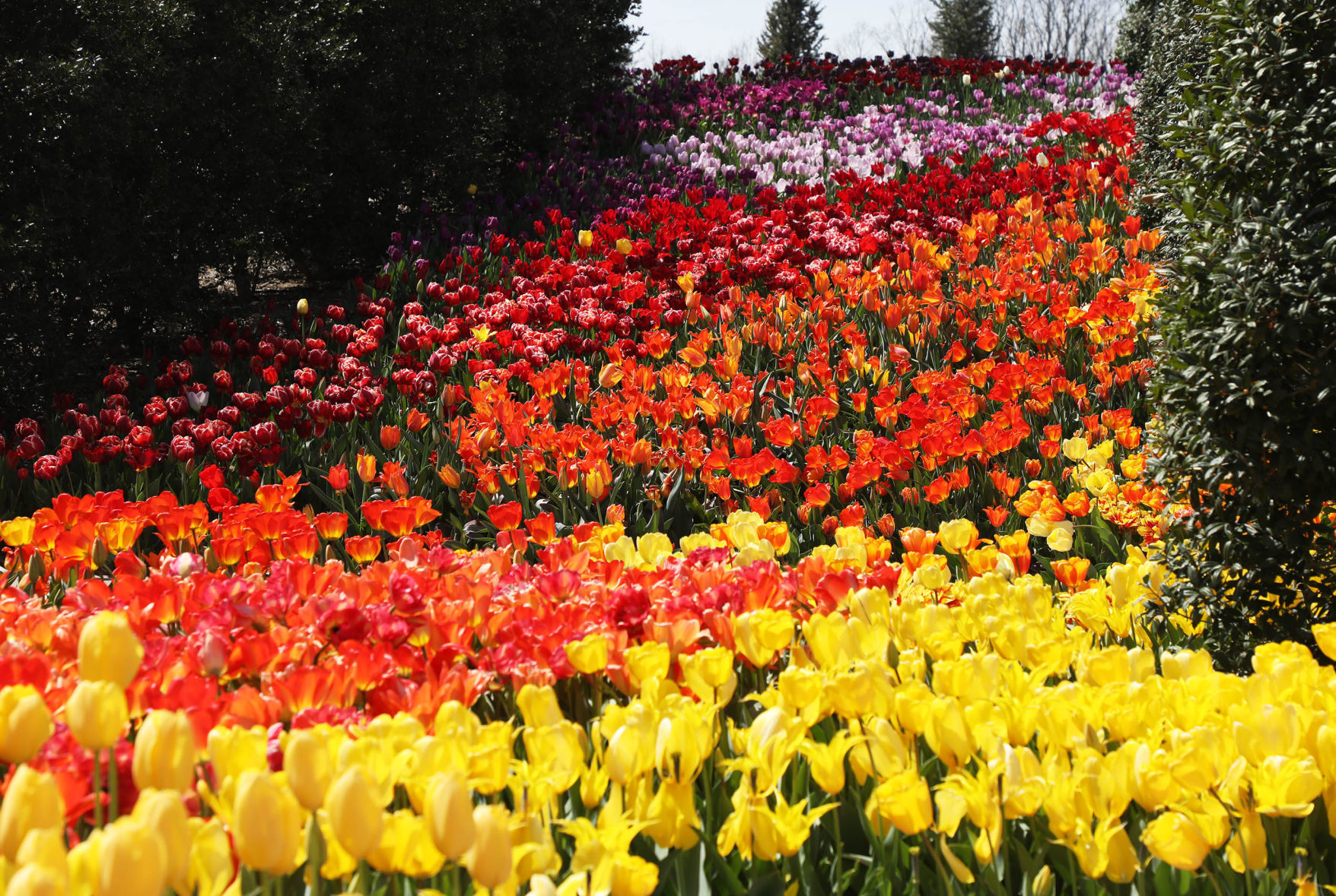 Tulsa Botanic Blooms!